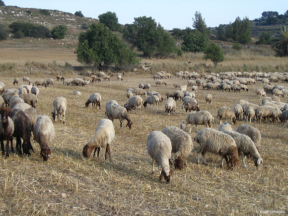 SheepBirth60519 042
