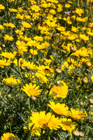 Daisy Field 2
