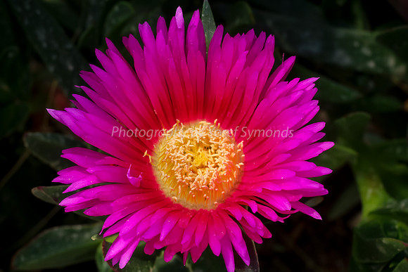 170414-CactusGarden-9999_27-2