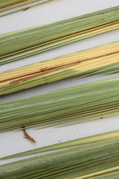 111012-Sukkot-4MinimSales-RBS_7381A
