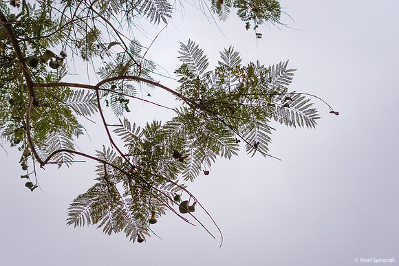 Jacaranda Unsaturated 181018-1