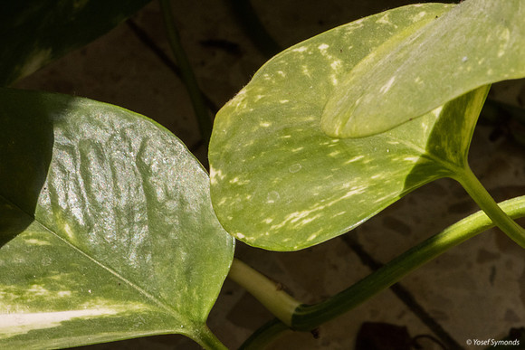 Anthurium Plant 190914-4