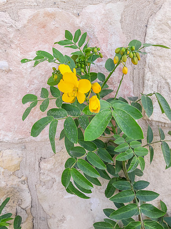 Flowery Senna