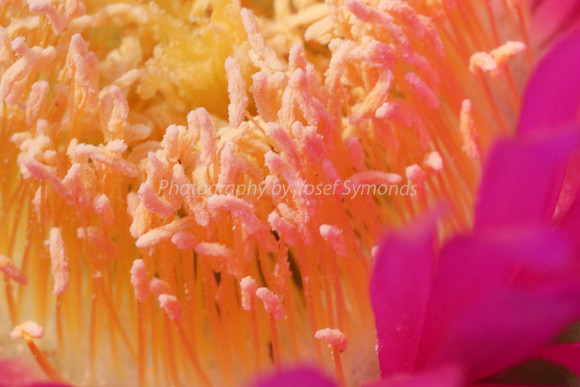 170414-CactusGarden-9999_22-2