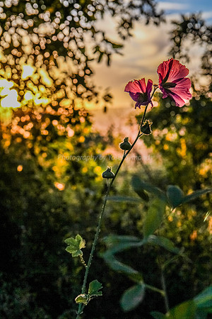 Flowers on the Snir River 20