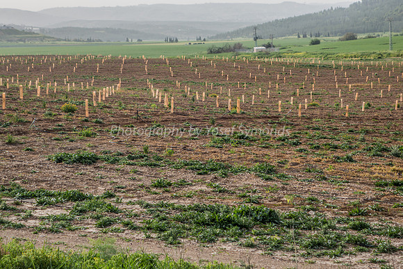 Fields in Ella Valley 2