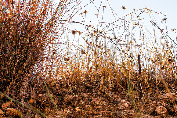 Stones and Thistles 1