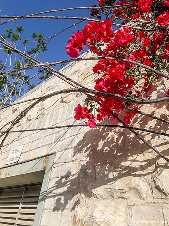 Building and Flowers 190515-2