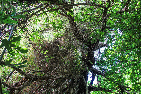 73 Trees in Forest 8