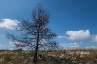 Homesh Area Hilltop 220615-1