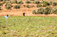 Scarecrows in Field 220615-1