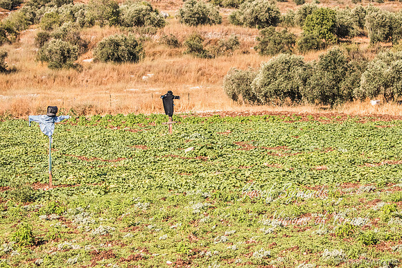 Scarecrows in Field 220615-1