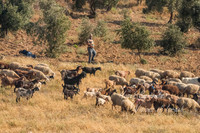 Arab Shepherds 220615-1