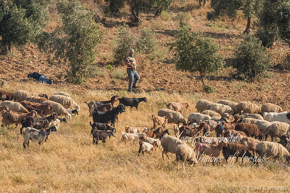 Arab Shepherds 220615-1