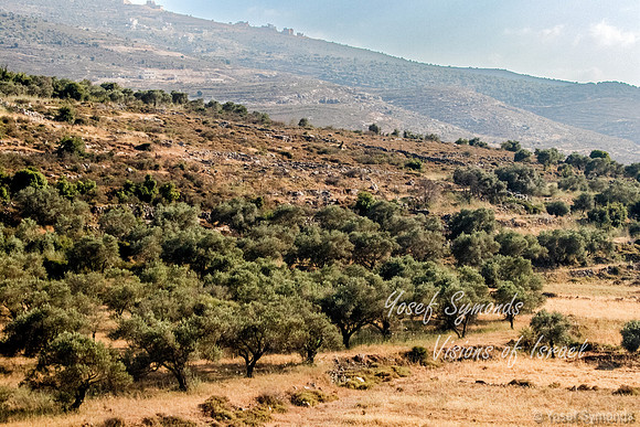 Olive Grove o Hillside 220615-1