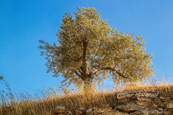 Tree on Roadside Ridge 220615-3