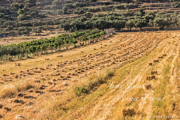 Harvested Grain 220615-4