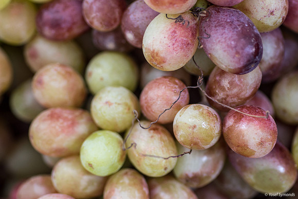 Grapes 171019-1