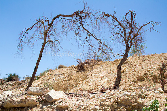 Trees on Slopes of Grofit 2