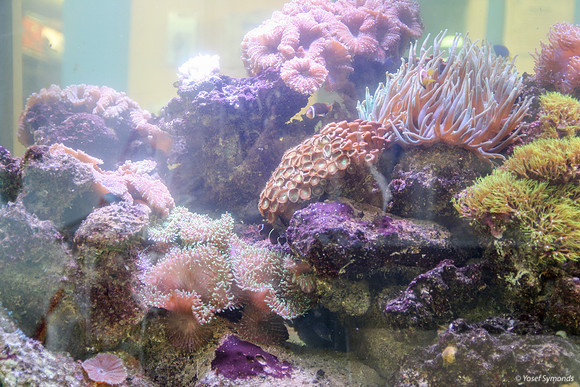 Aquarium 3