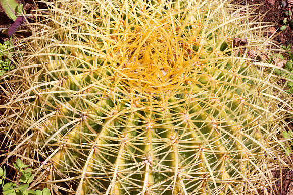 170414-CactusGarden-9999_43