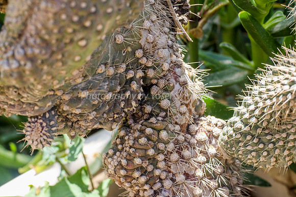 170414-CactusGarden-9999_46-2