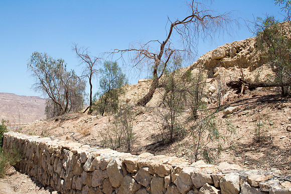 Trees on Slopes of Grofit 1