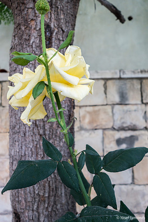 Rose 190507-3