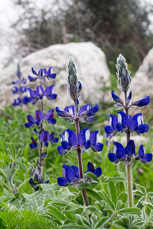 Lupin 180208-5