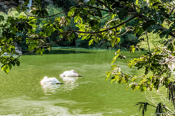 Resting Pelicans 220918-1