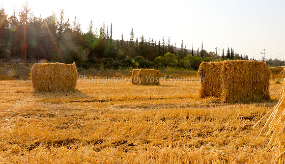 Haystacks in Field 170721-3