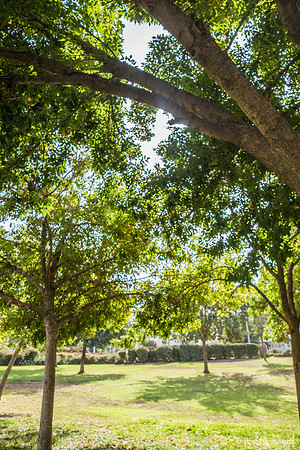 Ayalon Park Trees 181025-3