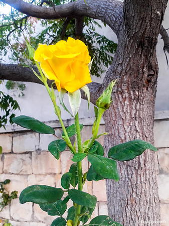 Yellow Rose 171113