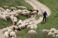 SheepFlockRBS_7663