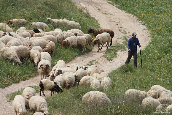 SheepFlockRBS_7663