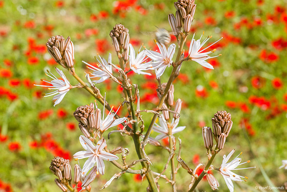 Asphodel in Poppy Field 220216-1