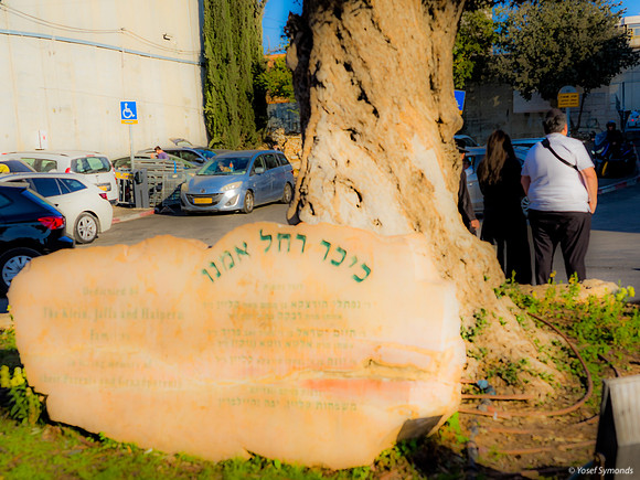 The Olive Tree 221107-15