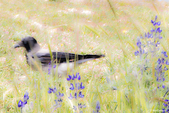 Crow Hiding Amongst the Lupins 220328-1