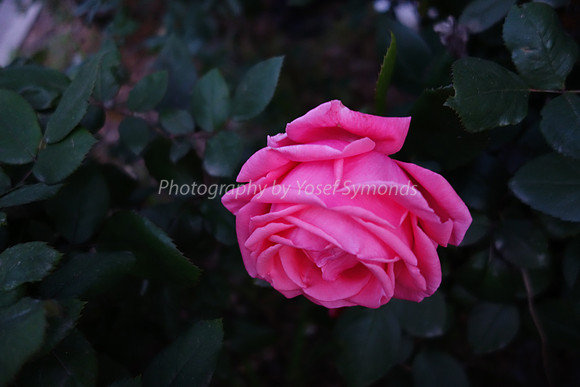 DSC00216