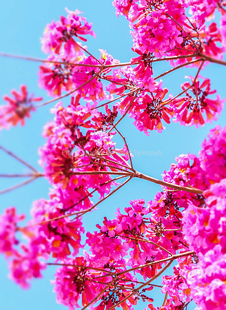 Pink Blossoms 160308-7