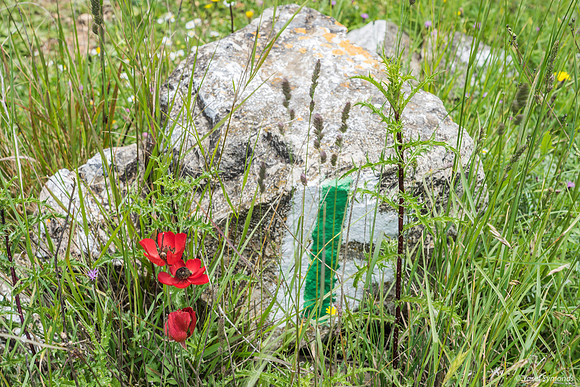 Wild Poppies and Trail Marker Beit El 190423-1
