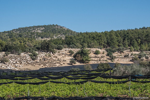 Crops in Beit Shemesh 2