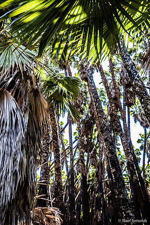 Washington Palm Grove 240516-1