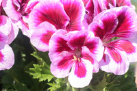 Pink and White Geranium 170416-1