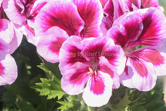 Pink and White Geranium 170416-1
