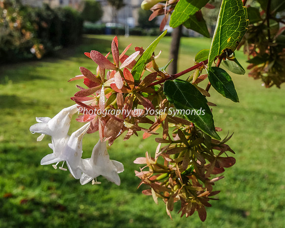 Trumpet  Flower and Buildings 151201-1