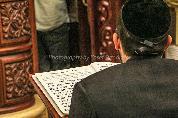 Man Reads Psalms at Kotel 1