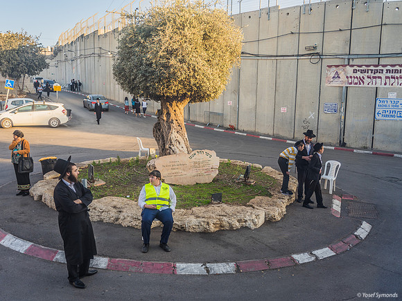 The Olive Tree 221107-19