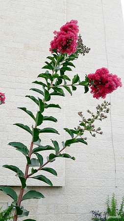 Flower Bush and Building 170712-2