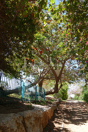 Enchanted Lane 2